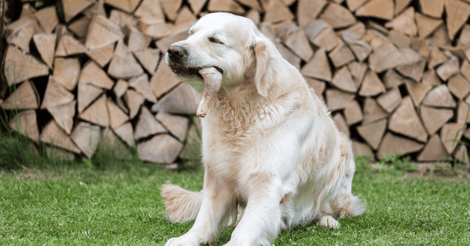 Dog swallowed whole chicken wing discount
